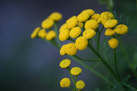 Bloemzonnetjes 28-07-08