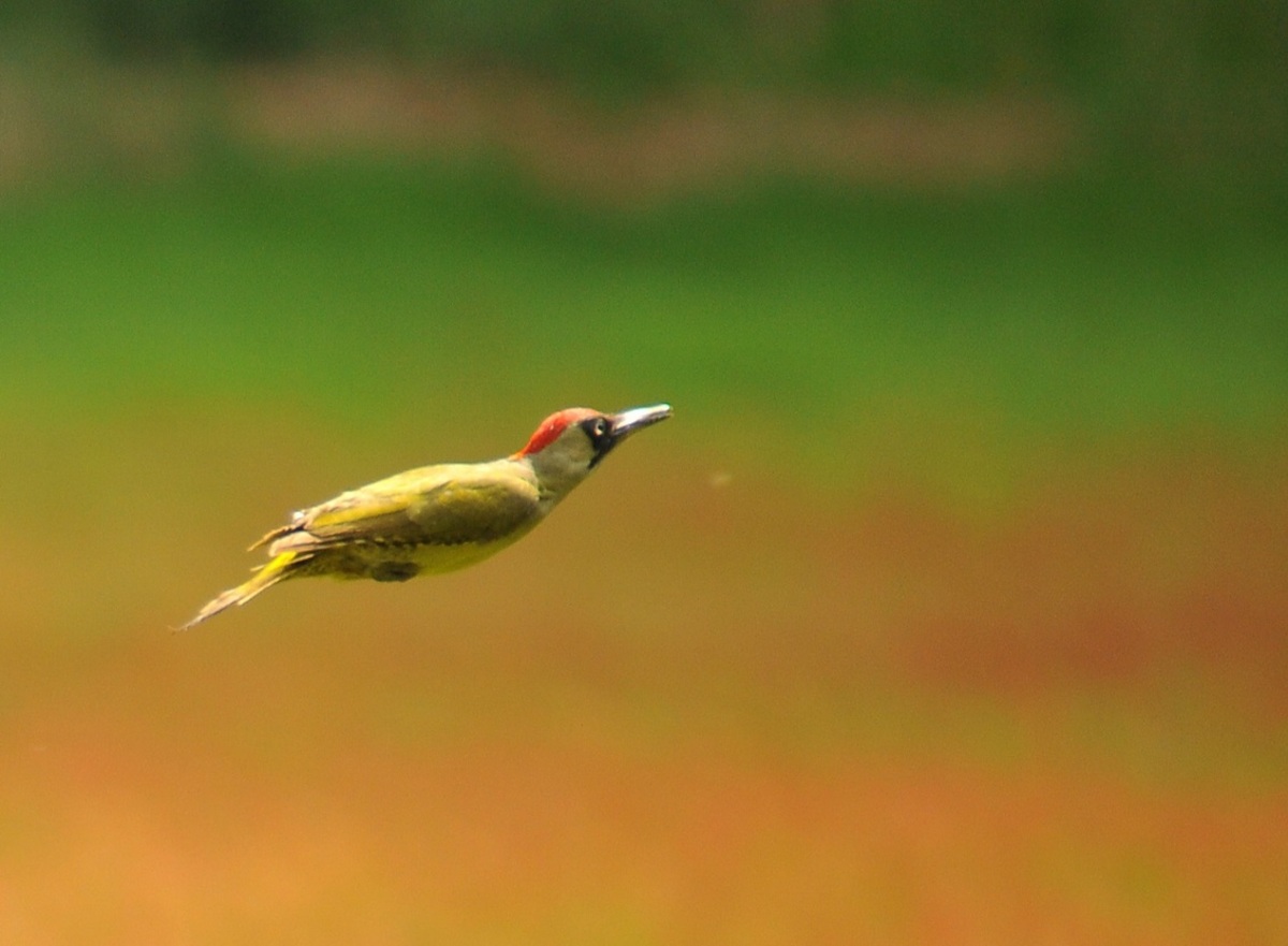 Vogels zonder vleugels