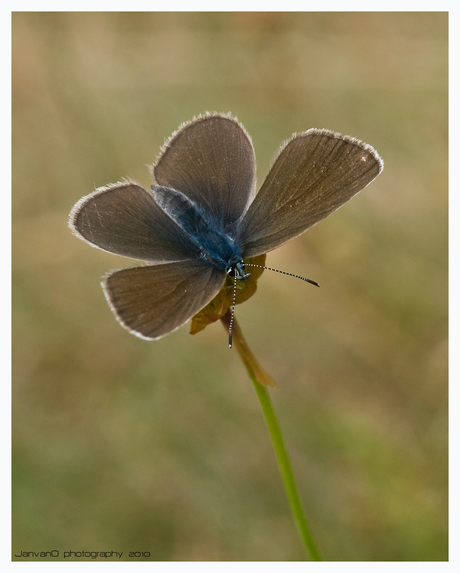 Cupido minimus (Dwergblauwtje)