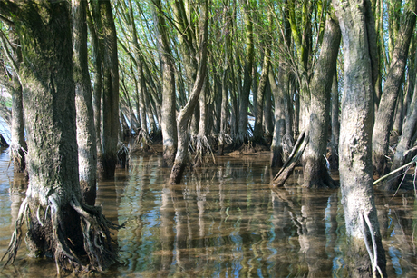 Mangrove in Nederland
