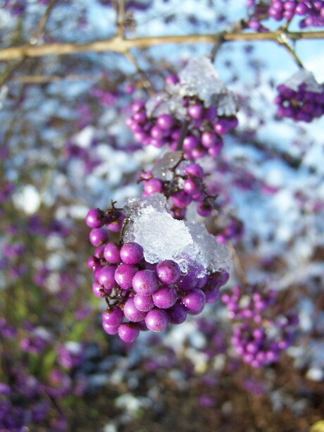 Callicarpa bodinieri 'Profusion'