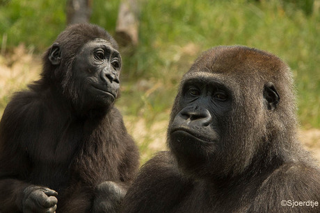 Moeder Gorilla met kind