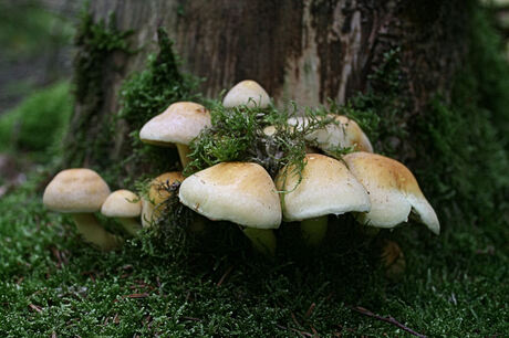 Groepje paddestoelen