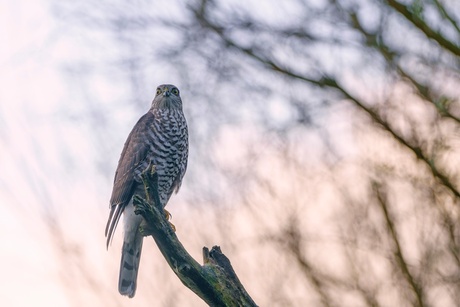 Heerlijk avondje is gekomen