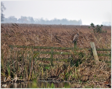 Buizerd aan de rand van het riet