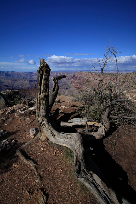 Posing Tree