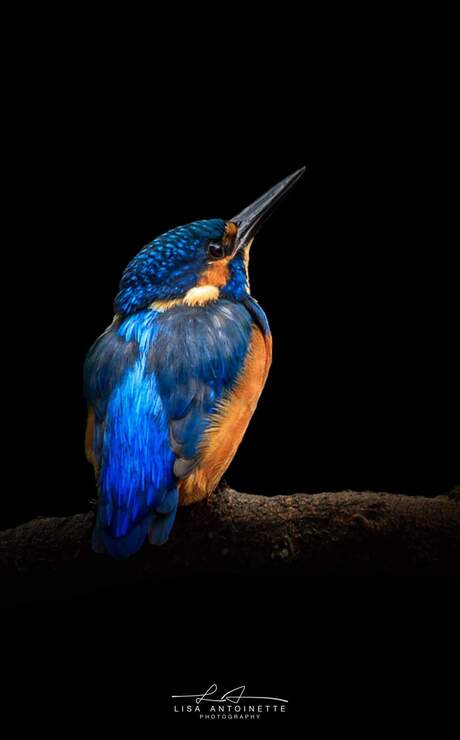 The Kingfisher