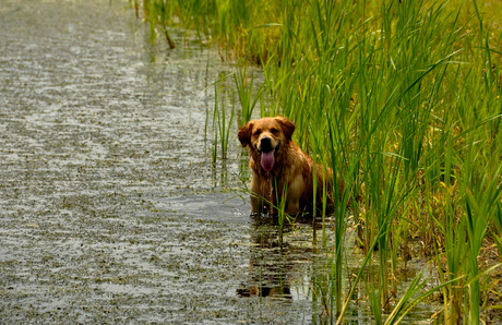 Gizmo op de plaats van de reiger