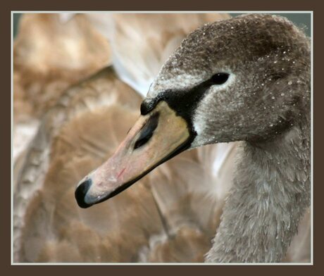 Jonge zwaan