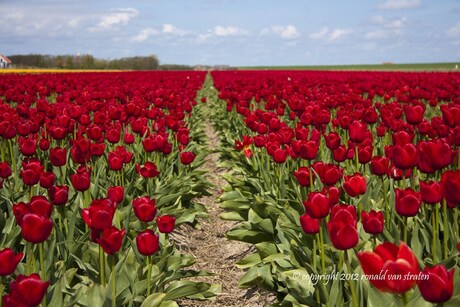 Tulpen op Texel