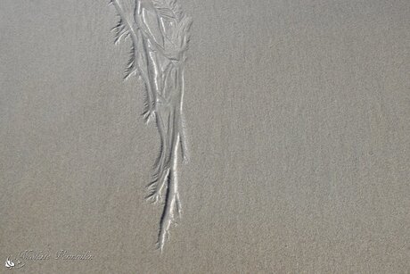 Water in het zand