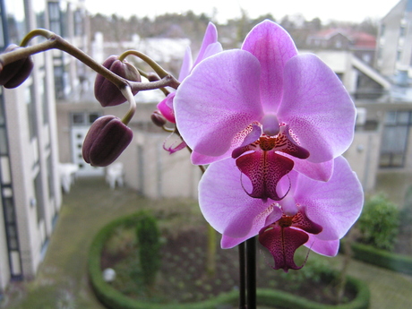 Orchidee