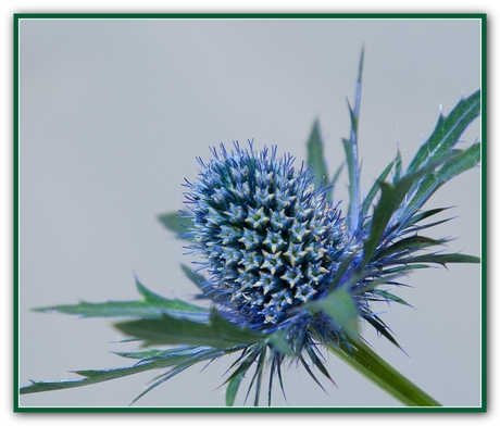 Distel .....