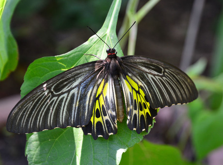 vlindertuin Siem reap Cambodja