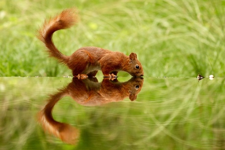 Hello squirrel !