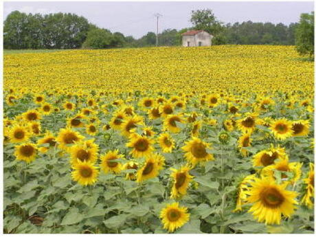 Zonnebloemen