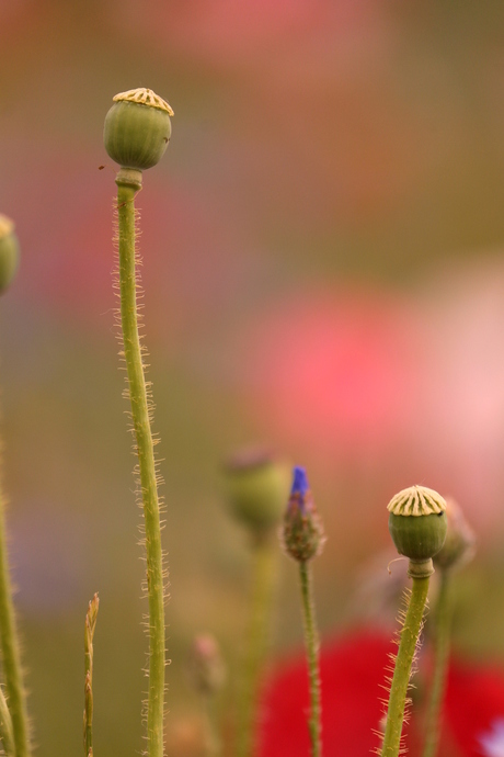 Knoppen in een bloemenveld