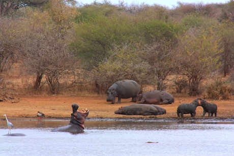 Kruger Nationaal Park