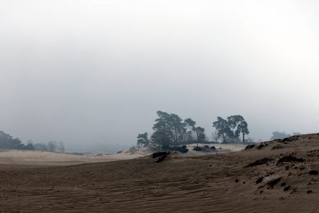 Kootwijkerzand in de ochtend