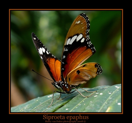 Siproeta epaphus