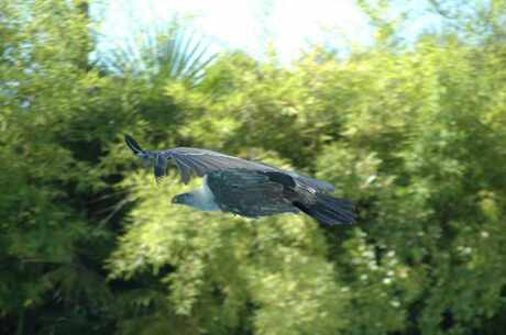 Roofvogel boven zwembad