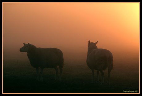 Schaapjes in de mist