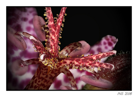 Tricyrtis