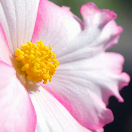 rose knolbegonia