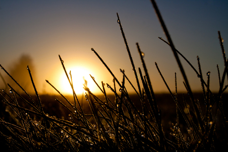 door het gras