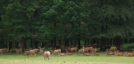 Roedel edelherten aan bosrand.