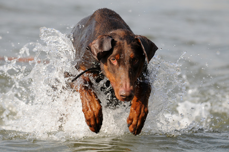 Dobermann Waterpret