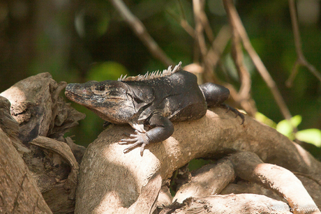 Witzwarte grondleguaan of Zwarte stekelstaartleguaan (Ctenosaura similis)