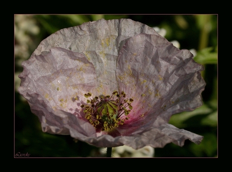 pink ribbon papaver