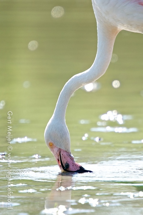 Wilde flamingo