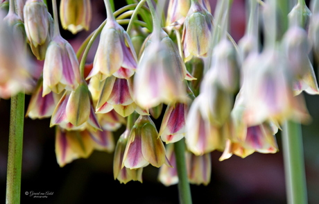 Alium Bulgaricum