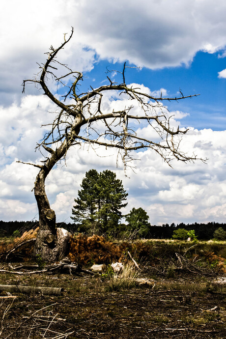 Veluwse Fotodagen