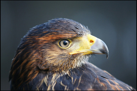 Buizerd