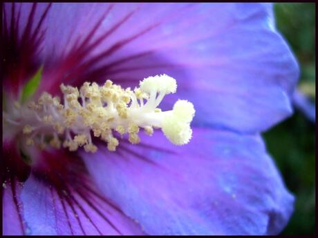 Purple flower thingy.