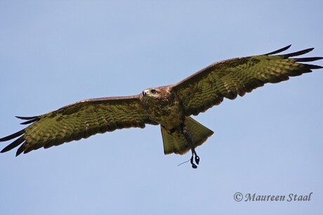 Buizerd in de vlucht