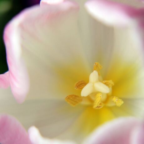 Tulp