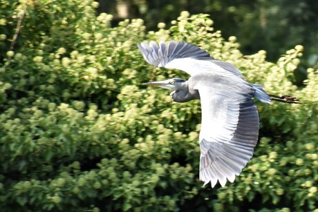 Blauwe reiger