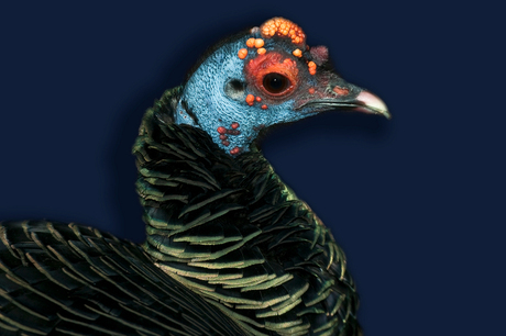 Ocellated Turkey