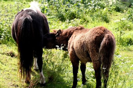 Shetland veulen