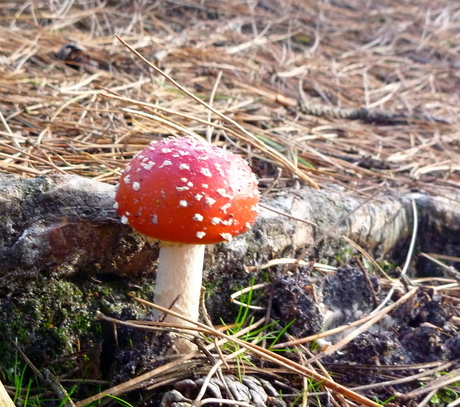 stukje herfst