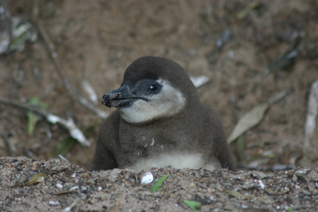 Pinguin kuiken