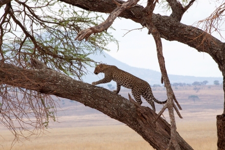 Luipaard Tanzania