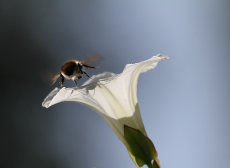 Bee