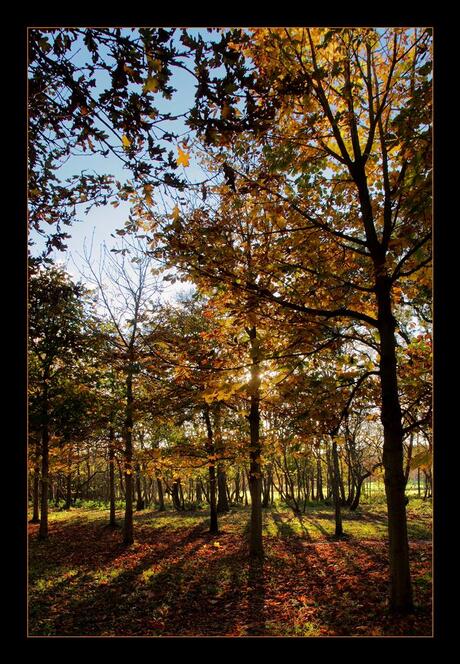 Herfst in Westhove