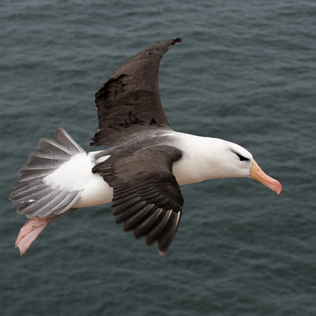 Wenkbrauw Albatros