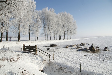 de witte poloder van eemnes